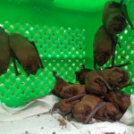 Nietoperze – niecodzienni lokatorzy opolskiego szpitala