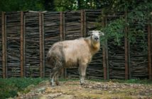 Opolskie zoo ma nowego mieszkańca! Poznajcie Dolores