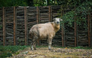 Opolskie zoo ma nowego mieszkańca! Poznajcie Dolores