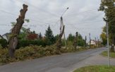 Kontrowersje wokół wycinki alei lipowej w Kępie