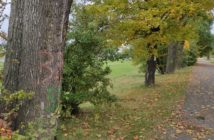 Ile drzew zostanie wyciętych przy okazji budowy nowego stadionu w Opolu?