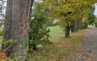 Ile drzew zostanie wyciętych przy okazji budowy nowego stadionu w Opolu? Ile drzew zostanie wyciętych przy okazji budowy nowego stadionu w Opolu?