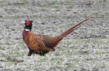 Fot. Maciej Wyszyński