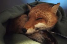 Kierowca potrącił lisicę i odjechał. Zwierzę uratowała przypadkowa osoba