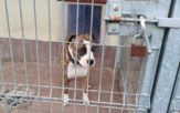 Zoran po pięciu latach w ciepłym domu został oddany do schroniska