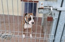 Zoran po pięciu latach w ciepłym domu został oddany do schroniska