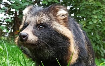 Gatunki inwazyjne to zagrożenie dla bioróżnorodności. Na Opolszczyźnie znajdą dożywotni azyl