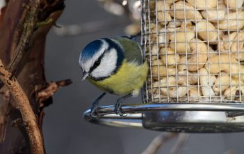 Jak dokarmiać ptaki zimą żeby im nie zaszkodzić?