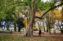 Gmina Dąbrowa. Ponad dwustuletni platan pomnikiem przyrody