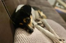 Trzymali szczeniaka w budzie zrobionej z kuchennej szafki. Psi dramat rozgrywał się przy jednej z głównych ulic Opola