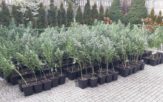 Kryminalni zlikwidowali plantację konopi indyjskich pod Głubczycami