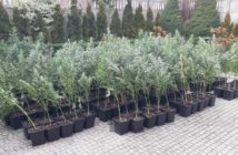 Kryminalni zlikwidowali plantację konopi indyjskich pod Głubczycami