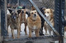 Dla zwierząt wojna też jest piekłem. Opolanie pomagają ratować psy i koty z Ukrainy