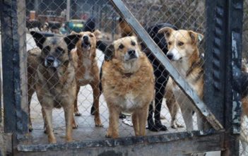 Dla zwierząt wojna też jest piekłem. Opolanie pomagają ratować psy i koty z Ukrainy