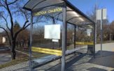 Szklane pułapki. Ptaki rozbijają się o wiaty przystanków autobusowych