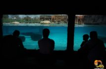 Uchodźcy z Ukrainy wejdą do opolskiego zoo za symboliczną złotówkę