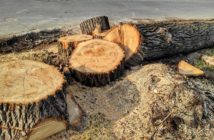 23 drzewa wycięto na ul. Wodociągowej w Opolu. Kolidowały z budową lądowiska dla śmigłowców LPR