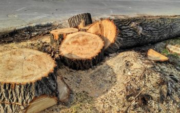 23 drzewa wycięto na ul. Wodociągowej w Opolu. Kolidowały z budową lądowiska dla śmigłowców LPR