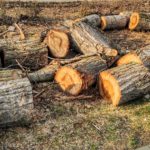 23 drzewa wycięto na ul. Wodociągowej w Opolu. Kolidowały z budową lądowiska dla śmigłowców LPR