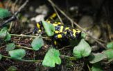 Kolejne narodziny w opolskim zoo. Na świat przyszły salamandry plamiste