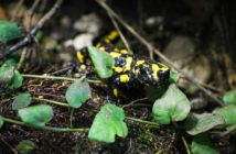 Kolejne narodziny w opolskim zoo. Na świat przyszły salamandry plamiste