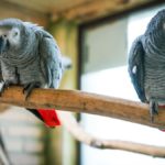 W opolskim zoo wykluły się pisklęta papugi żako. To gatunek zagrożony wyginięciem