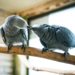 W opolskim zoo wykluły się pisklęta papugi żako. To gatunek zagrożony wyginięciem
