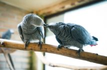 W opolskim zoo wykluły się pisklęta papugi żako. To gatunek zagrożony wyginięciem