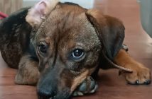 Wyrzucił szczeniaka przez okno bo... skamlał z głodu