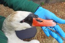 Trzy śruty w ciele, hak wędkarski w gardle. Łabędź z winy człowieka przeżył koszmar. Na wolność już nie wróci