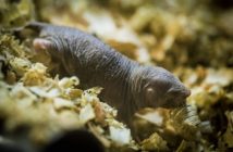 Są ślepe, tunele kopią... zębami. Poznajcie nowych mieszkańców opolskiego zoo