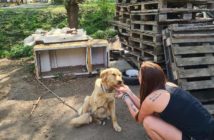 Dramatyczna sytuacja finansowa TOZ Opole. Wolontariusze nie mają środków na ratowanie zwierząt