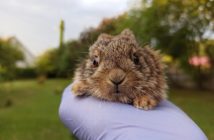 Lecznica dla dzikich zwierząt w Łubnianach pęka w szwach. Miesięczny koszt wyżywienia podopiecznych ośrodka to ponad 8 tysięcy złotych