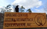 Na Opolszczyźnie powstaje profesjonalny ośrodek dla dzikich zwierząt