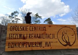 Na Opolszczyźnie powstaje profesjonalny ośrodek dla dzikich zwierząt