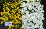 49. Lato Kwiatów, ponad 300 wystawców zawitało w Otmuchowie