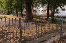 Jeszcze nie jesień, a drzewa zaczynają już gubić liście