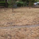 Klepiska zamiast trawników, czyli skutki koszenia w trakcie suszy