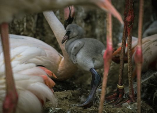 W opolskim zoo wykluły się kolejne flamingi! Stado liczy już 54 osobniki