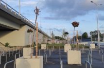 Opole Wschodnie. Usychają drzewa posadzone w betonowych donicach