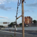 Opole Wschodnie. Usychają drzewa posadzone w betonowych donicach
