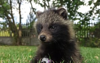 Maleńki jenot biegał po Kluczborku. Zwierzę miało złamaną szczękę Maleńki jenot biegał po Kluczborku. Zwierzę miało złamaną szczękę