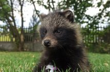 Maleńki jenot biegał po Kluczborku. Zwierzę miało złamaną szczękę