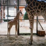 Ogród Zoologiczny w Opolu ma nowego mieszkańca. To urodzona w połowie sierpnia żyrafa Rothschilda