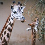 Ogród Zoologiczny w Opolu ma nowego mieszkańca. To urodzona w połowie sierpnia żyrafa Rothschilda