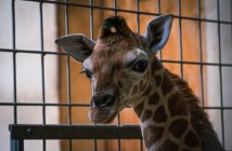 Ogród Zoologiczny w Opolu ma nowego mieszkańca. To urodzona w połowie sierpnia żyrafa Rothschilda