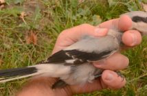 Pierwsza potwierdzona obserwacja srokosza północnego w Polsce. Ornitologiczne odkrycie przyrodników z Muzeum Śląska Opolskiego