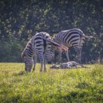 W opolskim zoo urodziła się zebra równikowa!