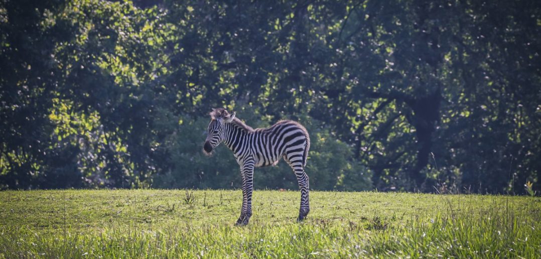 W opolskim zoo urodziła się zebra równikowa!