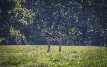 W opolskim zoo urodziła się zebra równikowa! W opolskim zoo urodziła się zebra równikowa!